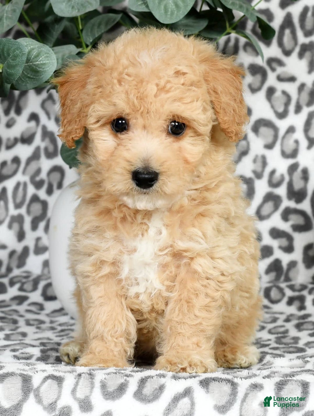 Bichpoo dogs for sale: Nora - Image 7