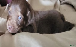 Australian Shepherd dogs for sale: Red Male - Image 4