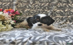 Cavapoo dogs for sale: Bingo - Image 2