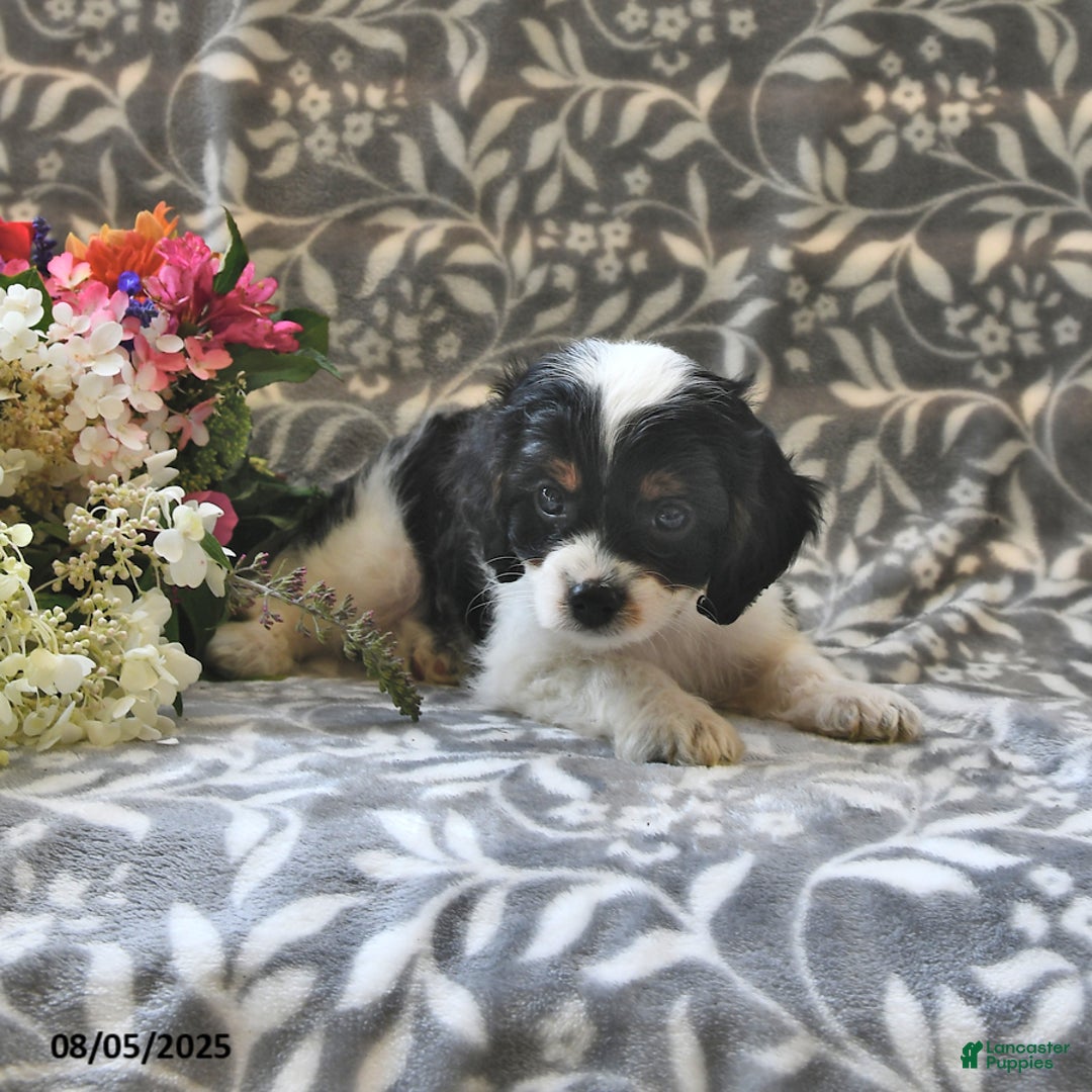 Cavapoo dogs for sale: Bingo - Image 2