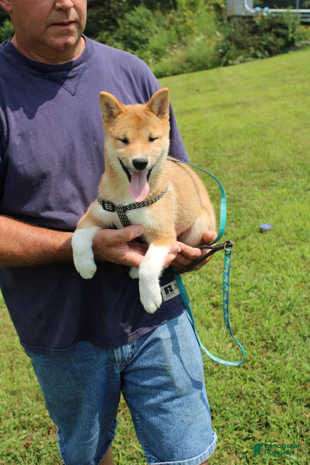 Shiba Inu dogs for sale: Tori - Image 7