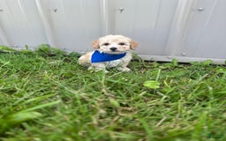 Bichpoo dogs for sale: Clyde - Image 4