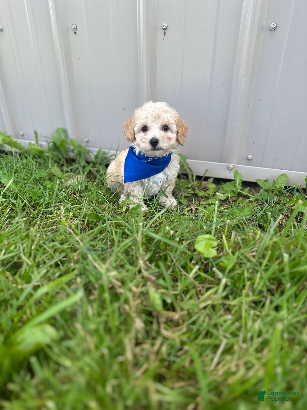 Bichpoo dogs for sale: Clyde - Image 4