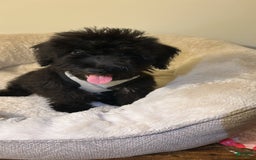 Schnoodle dogs for sale: Dallas - Image 1