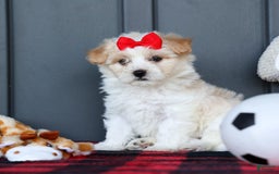 Maltipoo dogs for sale: Rubble - Image 4