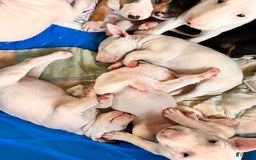 Bull Terrier dogs for sale: Fatso - Image 5
