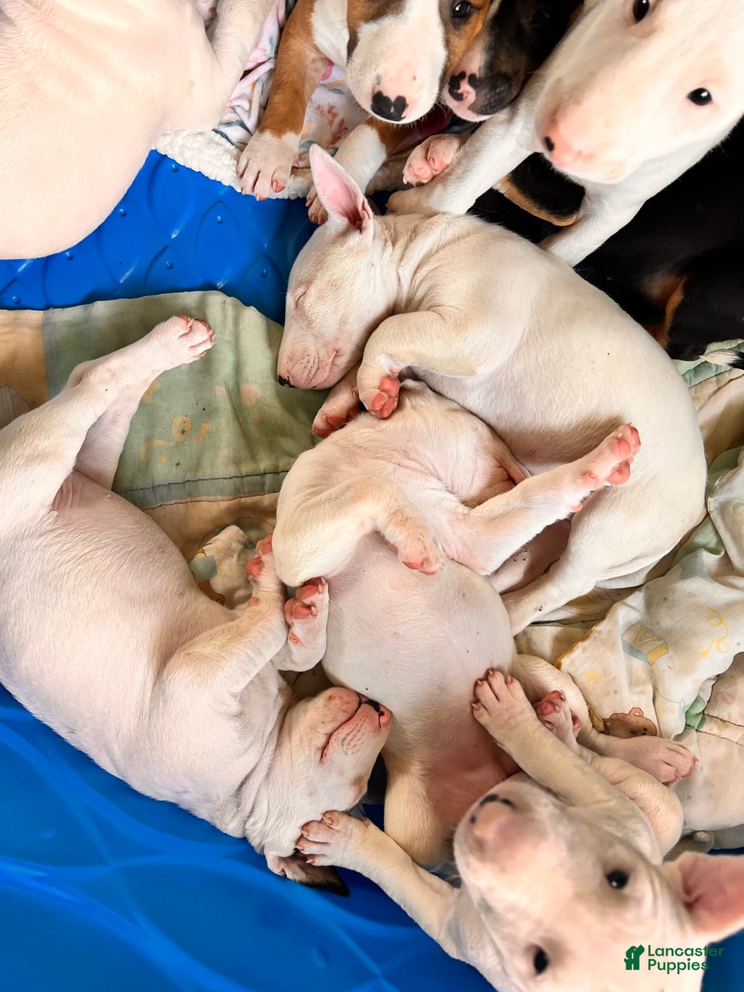Bull Terrier dogs for sale: Fatso - Image 5