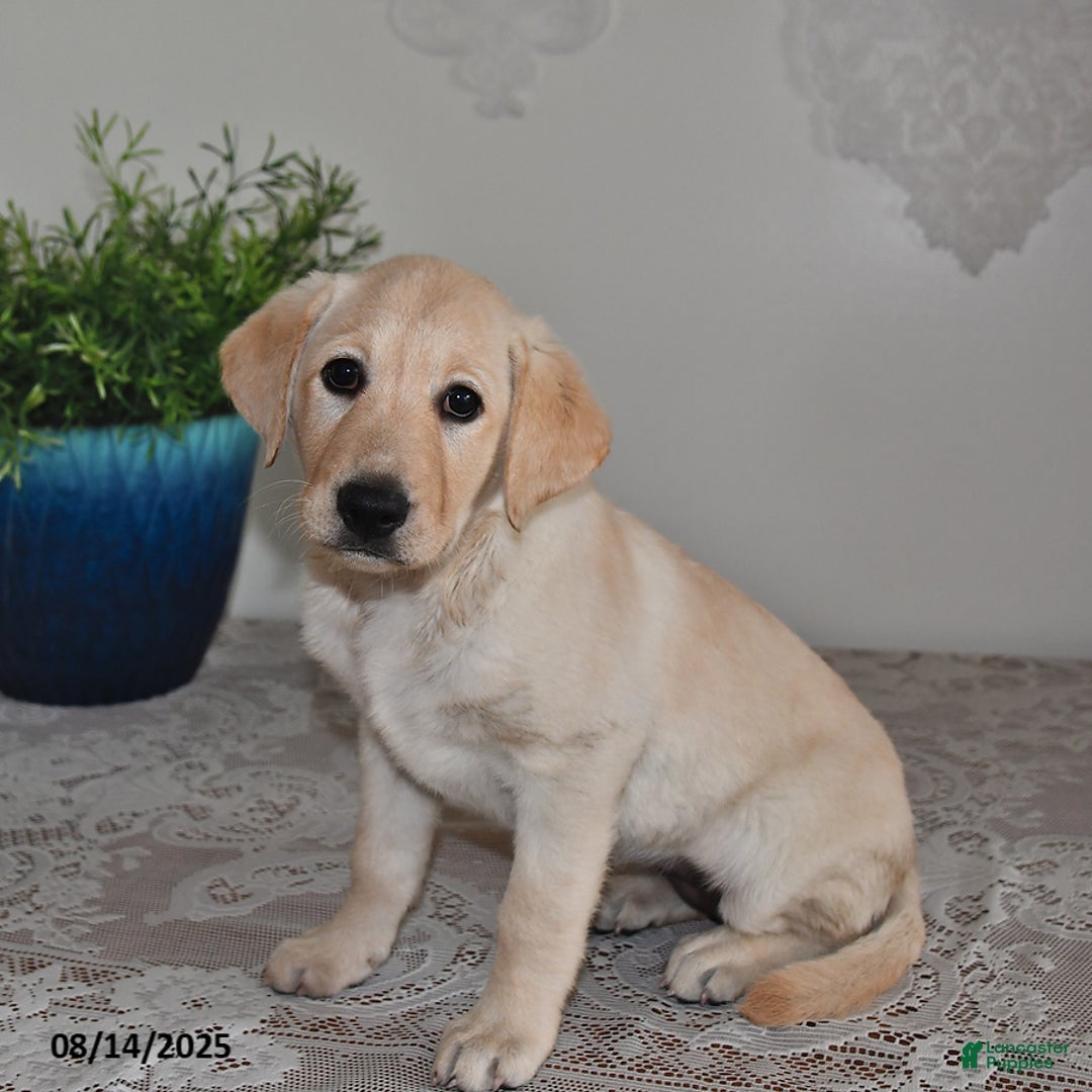 Labrador Retriever dogs for sale: Summer Rose - Image 2