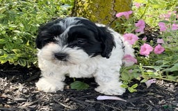 Havanese dogs for sale: Ben - Image 1
