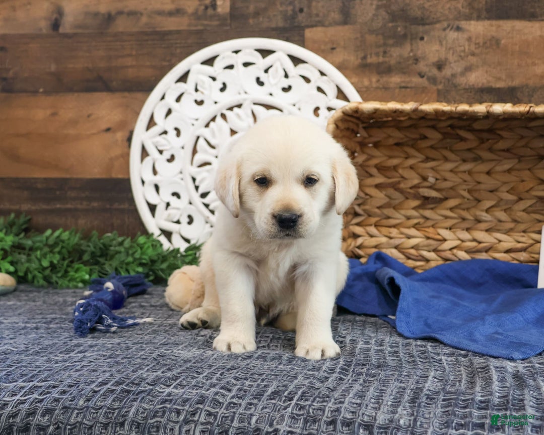 Labrador Retriever dogs for sale: Tej - Image 2