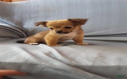 Chihuahua dogs for sale: Rosco - Image 5