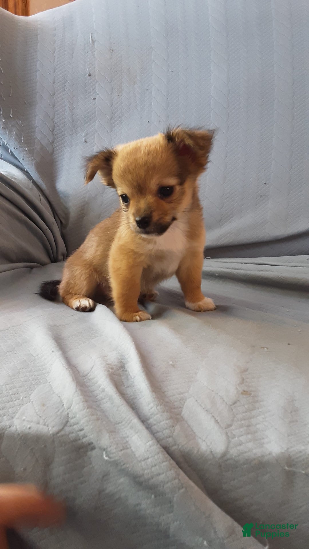 Chihuahua dogs for sale: Rosco - Image 5