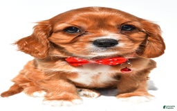 Cavalier King Charles Spaniel dogs for sale: Patrick - Image 7