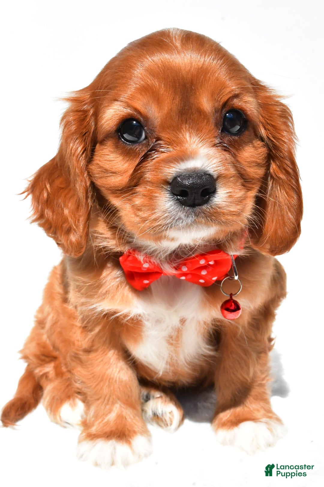Cavalier King Charles Spaniel dogs for sale: Patrick - Image 7