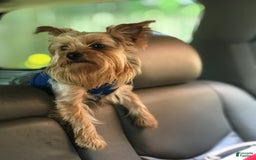 Yorkshire Terrier dogs for sale: Max - Image 14