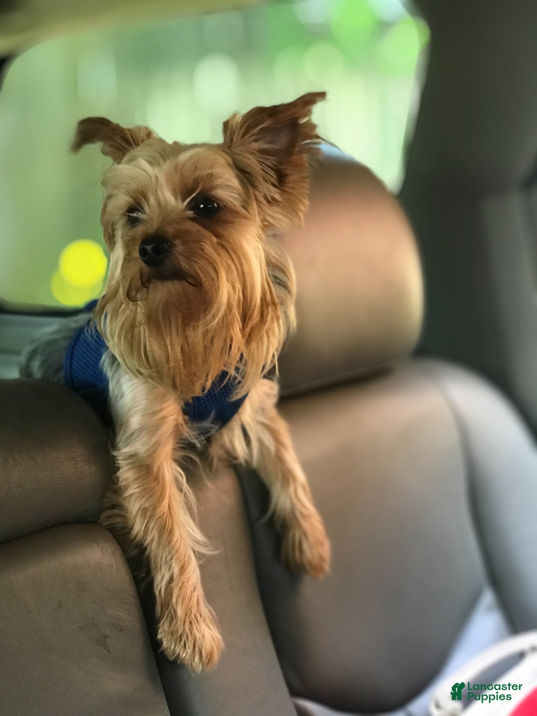 Yorkshire Terrier dogs for sale: Max - Image 14
