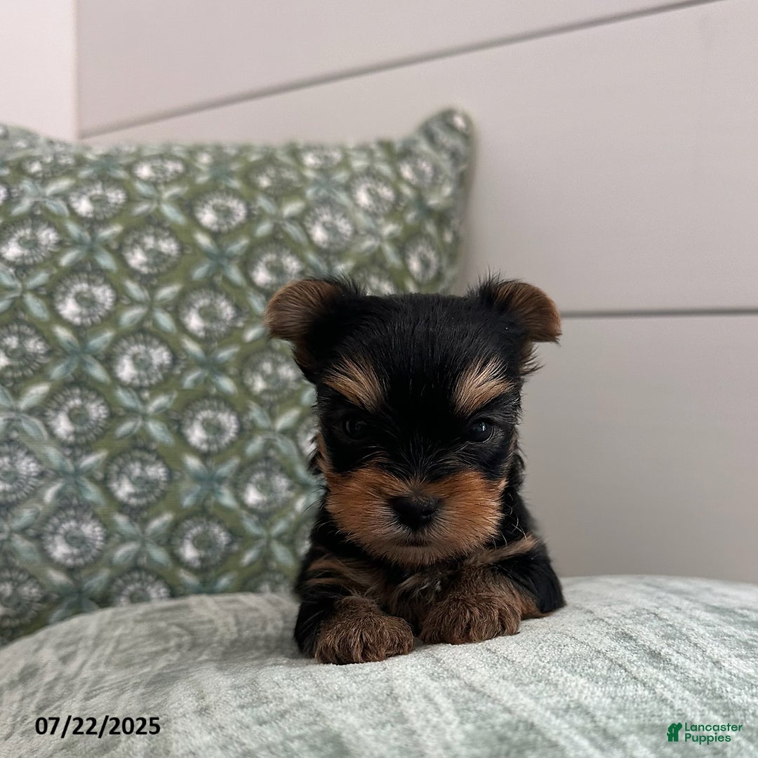 Yorkshire Terrier dogs for sale: Winston - Image 2