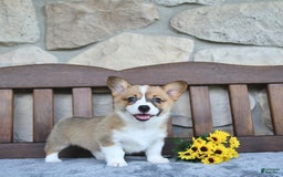 Welsh Corgi Pembroke dogs for sale: Brynnley - Image 1