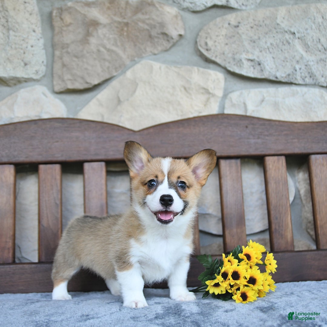 Welsh Corgi Pembroke dogs for sale: Brynnley - Image 1