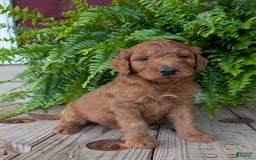 Goldendoodle dogs for sale: Dash - Image 1