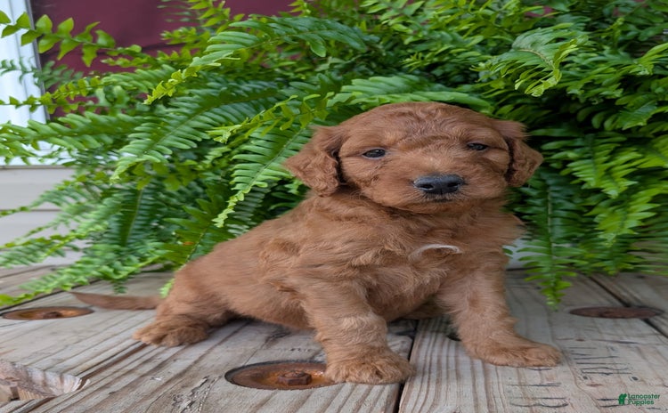 Goldendoodle dogs for sale - Ad 3
