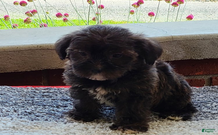 Shorkie dogs - Advert 18