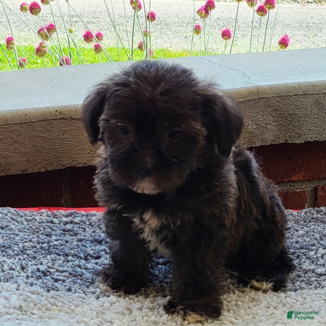 Shorkie dogs for sale: Midnight - Image 1