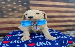 Standard Poodle dogs for sale: Harbor / Purple Girl - Image 1