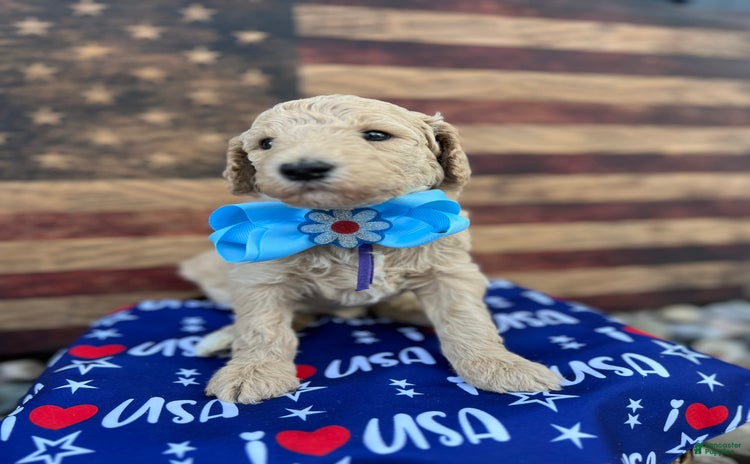 Standard Poodle dogs for sale - Ad 5