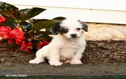 Mini Bernedoodle dogs for sale: Cookie - Image 3