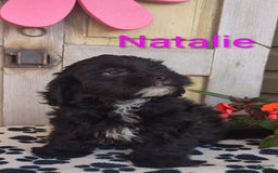 Shih Tzu dogs for sale: Natalie - Image 4
