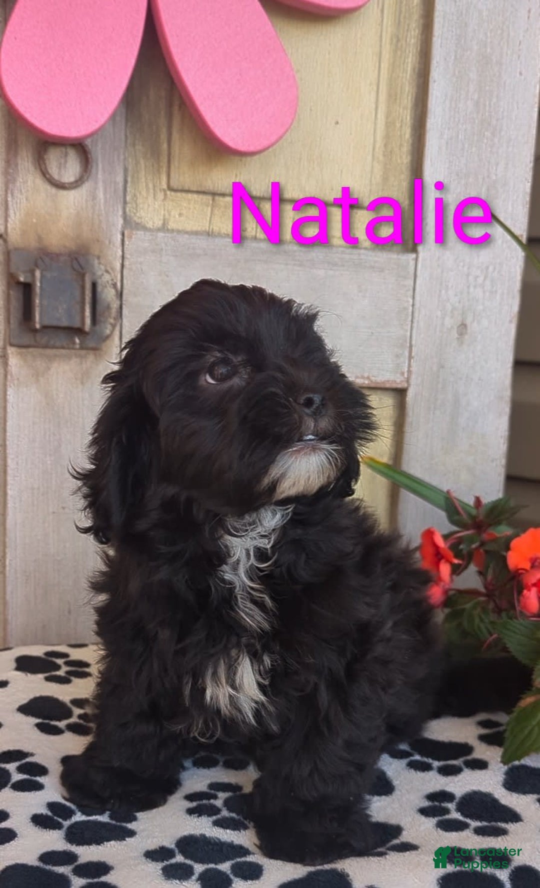 Shih Tzu dogs for sale: Natalie - Image 4