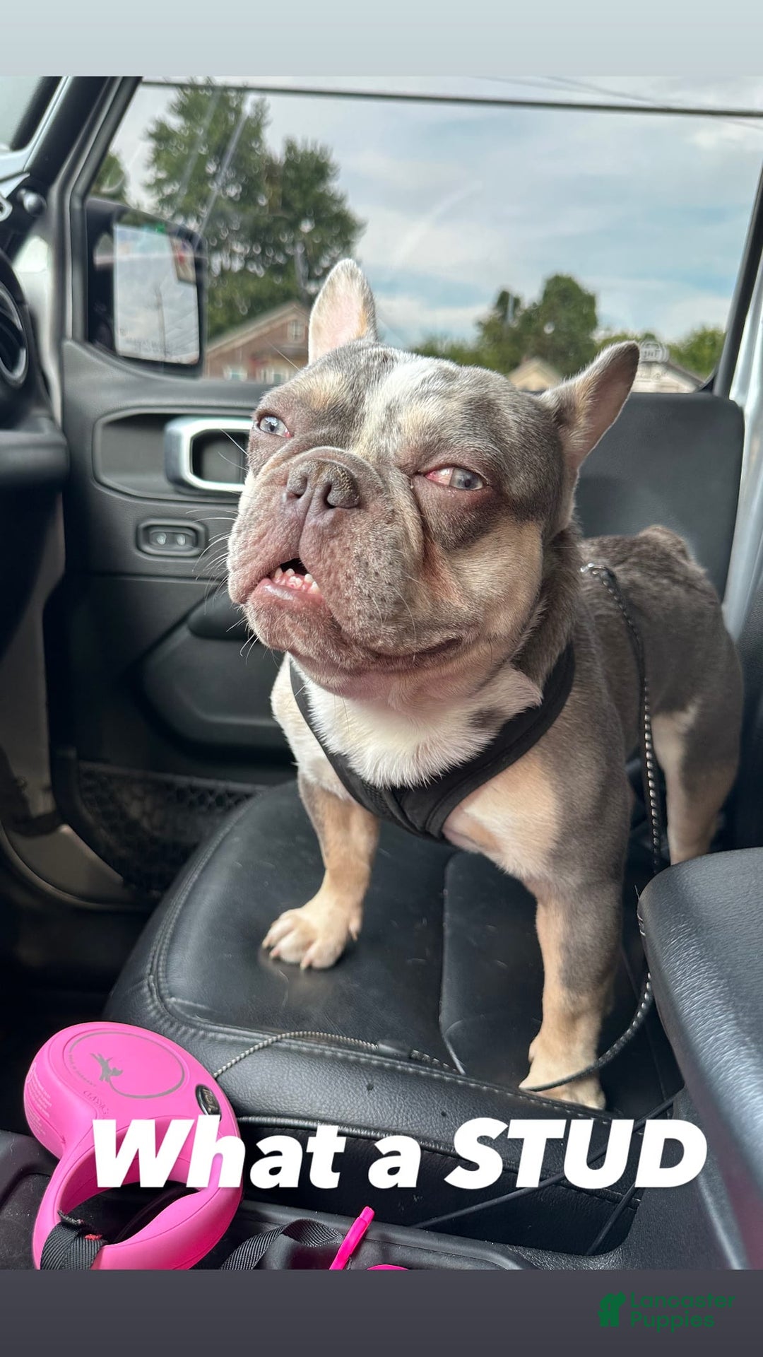 French Bulldog dogs for sale: Lilac and tan - Image 4