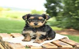 Yorkshire Terrier dogs for sale: Barkley - Image 5