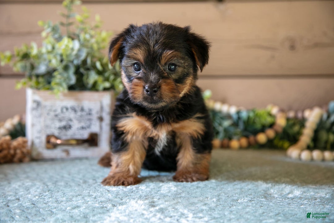 Yorkshire Terrier dogs for sale: Flynn - Image 2