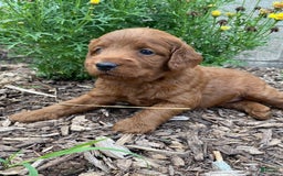 dogs for sale: Roscoe - Image 2