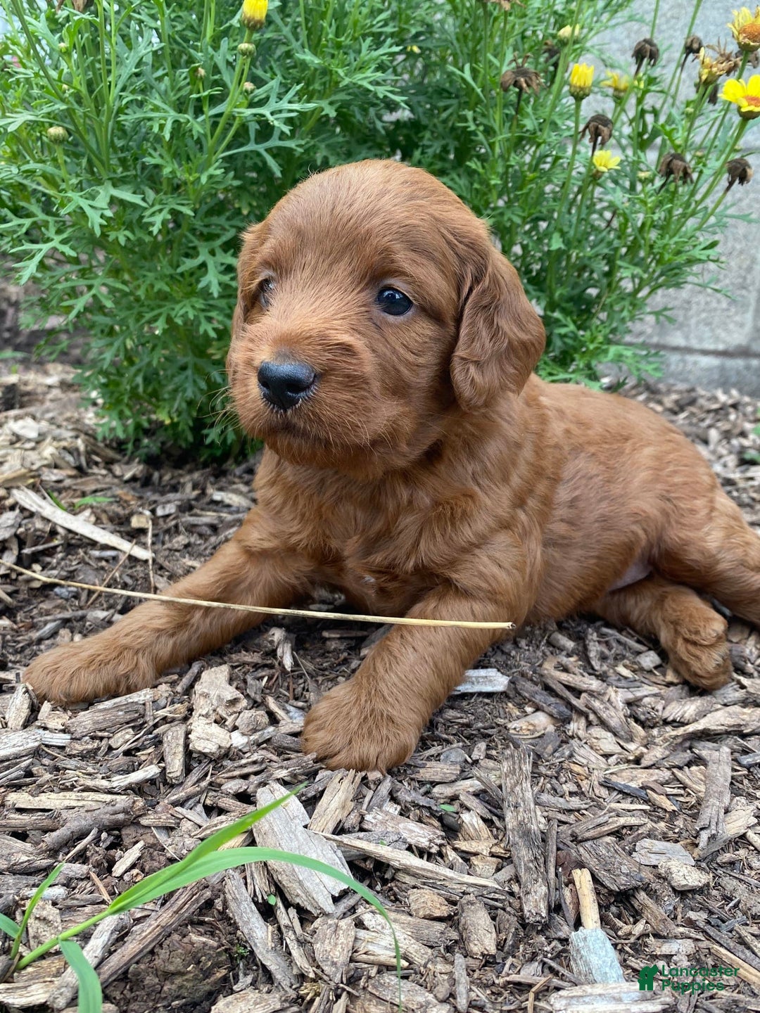  dogs for sale: Roscoe - Image 2