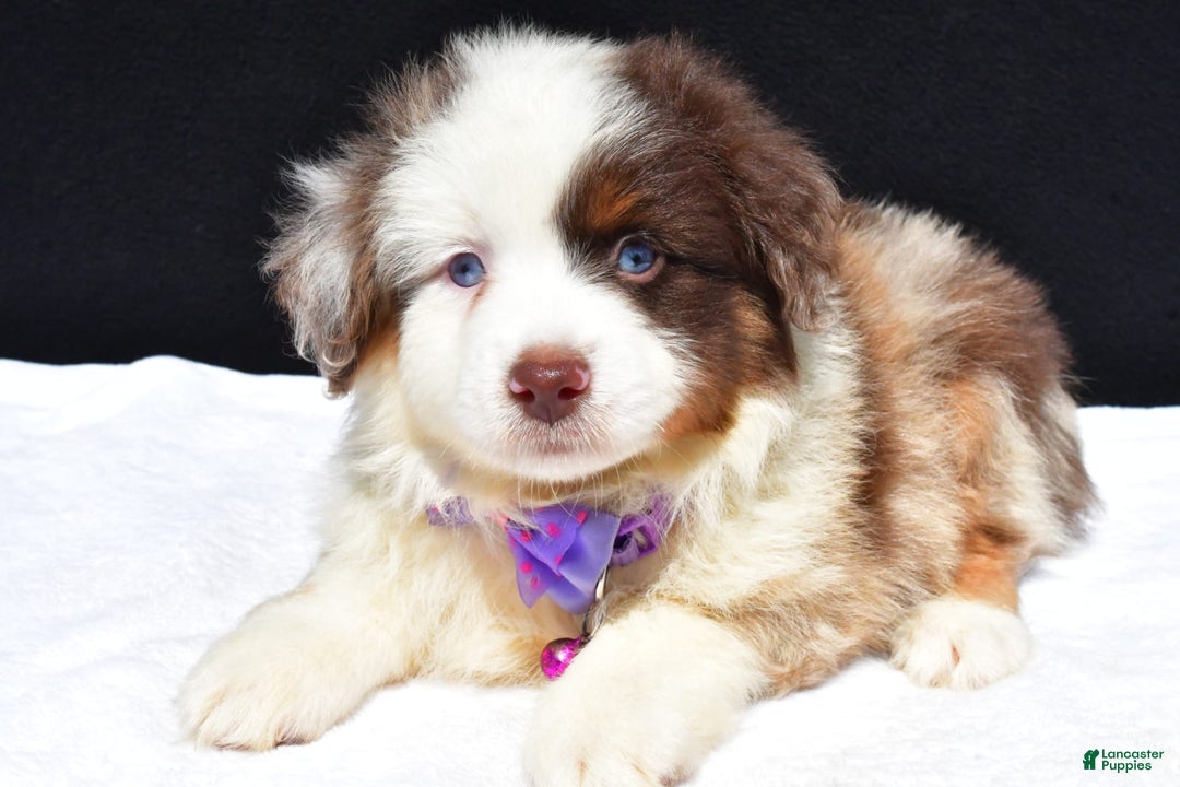 Miniature Australian Shepherd dogs for sale: June - Image 1
