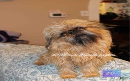 Brussels Griffon dogs for sale: Norma Jean - Image 7