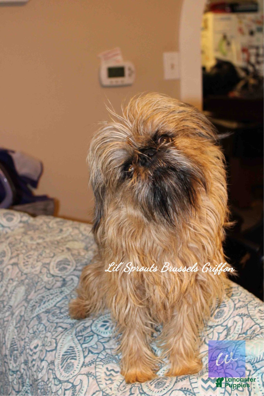 Brussels Griffon dogs for sale: Norma Jean - Image 7