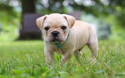 French Bulldog dogs for sale: French Bulldog 5 puppies - Image 27