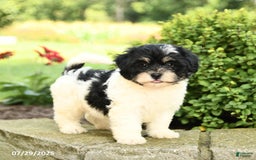 Havapoo dogs for sale: Liam - Image 3