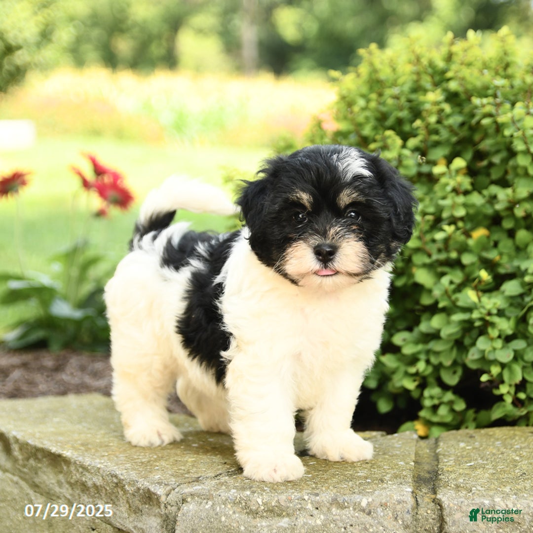 Havapoo dogs for sale: Liam - Image 3