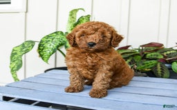 Mini Goldendoodle dogs for sale: Montana - Image 1