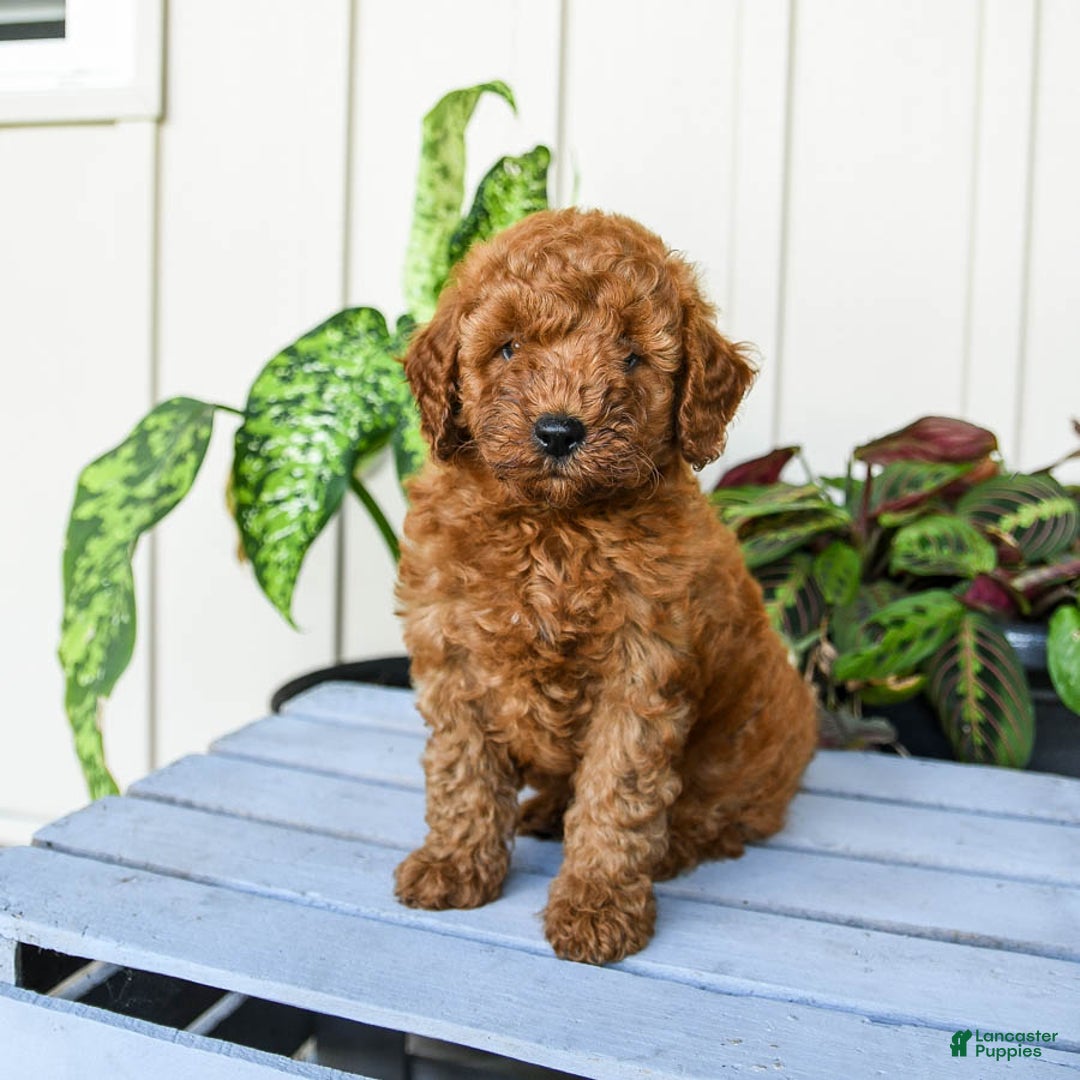 Mini Goldendoodle dogs for sale: Montana - Image 1