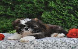 Shih Tzu dogs for sale: Mocha - Image 15