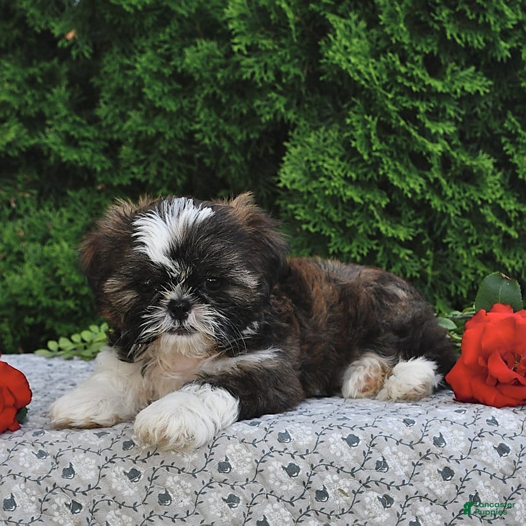 Shih Tzu dogs for sale: Mocha - Image 15