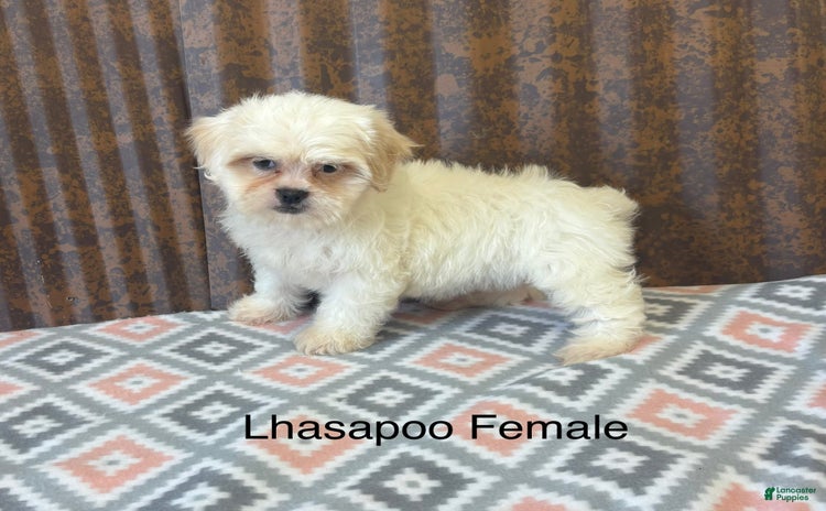 Lhasapoo dogs for sale - Ad 3