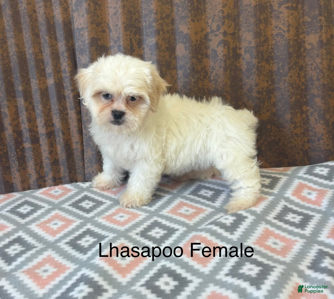 Lhasapoo dogs for sale: Bailey - Image 1