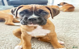 Boxer dogs for sale: Gracie - Image 2